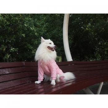Conjunto Cómodo y Floral para Perritos Medianos