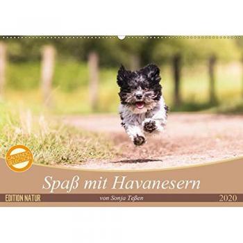Spaß mit Havanesern