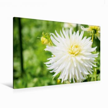 Dahlie‑Eleganz „My Mom“ – CALVENDO Textil-Leinwand 120 × 80 cm, weiß