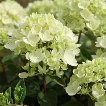 Plant Theory Green Bombshell Hydrangea Paniculata 2L Pot