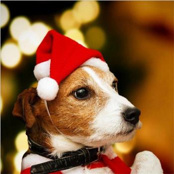 Santa Dog Hat