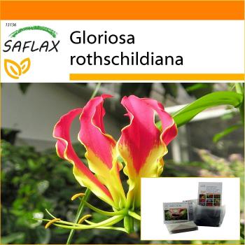 PlantBag Africa: Giglio Rampicante, 15 Semi – Gloriosa Rothschildiana