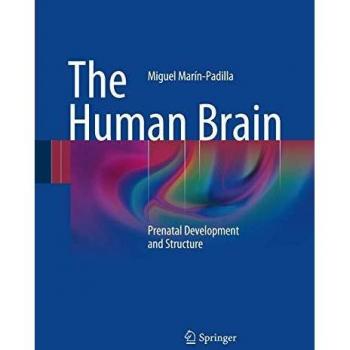 The Human Brain: Prenatal Development and Structure