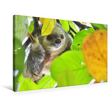 Textil-Leinwand 75 x 50 cm Huhu! Wo bin ich?