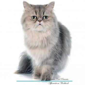 Persian Cat Affirmations Workbook Persian Cat Presents: Positive and Loving Affirmations Workbook. Includes: Mentoring Questions, Guidance, Supporting You.
