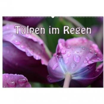 Tulpen im Regen (Wandkalender 2024 DIN A2 quer) CALVENDO Monatskalender