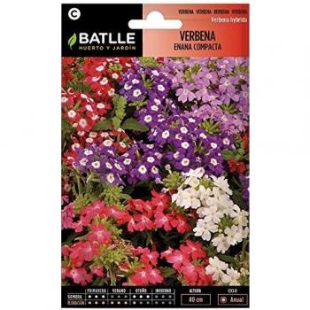 Fiori di Verbena Nano Compatta – Semi di Batlle
