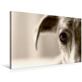 CALVENDO Galgo Eye-Catcher