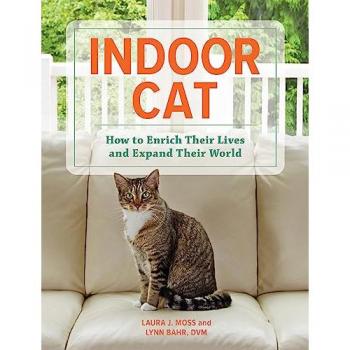 Indoor Cat : How to Enrich their Lives and Expand their World