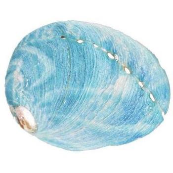 Blue Abalone Shells for Home Collection