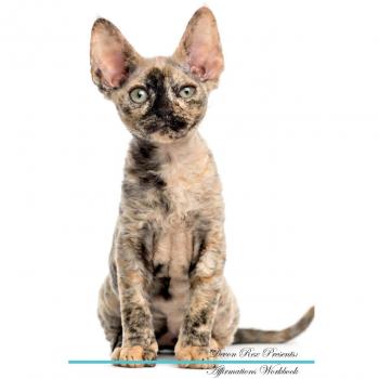 Devon Rex Affirmations Workbook Devon Rex Presents: Positive and Loving Affirmations Workbook. Includes: Mentoring Questions, Guidance, Supporting You.