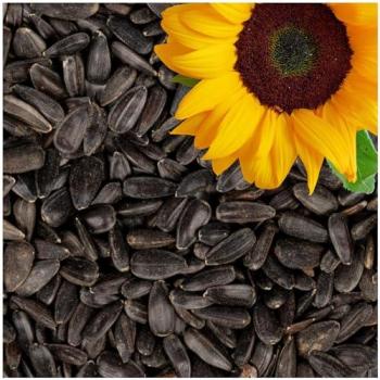 Lyra Pet® 25 kg Streufutter Sonnenblumenkerne schwarz