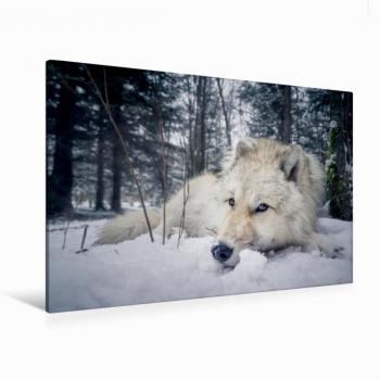 Leinwandbild 120 x 80 cm Grau Wolf, HD-Druck auf Keilrahmen, Arnaud Camel