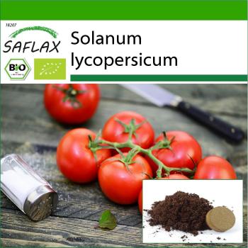 Solanum lycopersicum Matina 10 Graines Bio SAFLAX