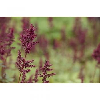 Astilbe x arendsii 'Glut', Rote Blütenpracht, 9x9 cm Topf