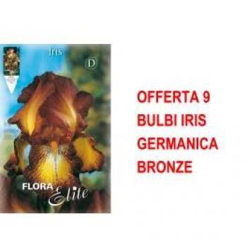 Iris Primaverile Bronze 9‑bulbo