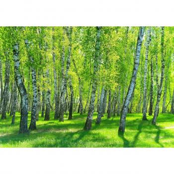 Trompe l'œil Forêt de Bouleaux