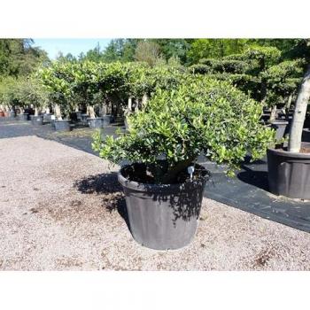 Olivenbaum Bonsai Pon Pon 120 cm Formgehölz