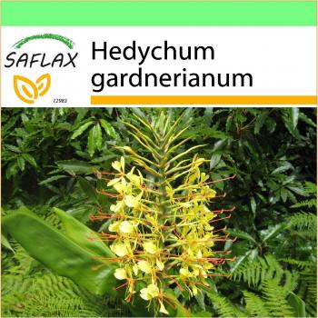 Hedychium Gardenerianum: Red Ginger Pack
