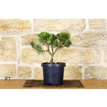 Pre bonsai Pino Densiflora Low Glow