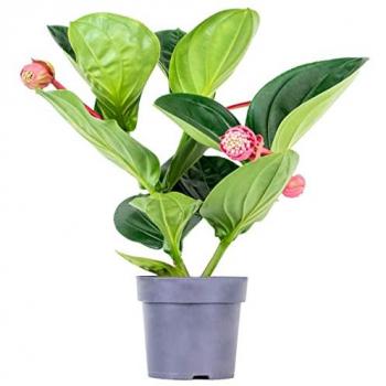Fleur en spray Medinilla magnifica 'Flamenco'