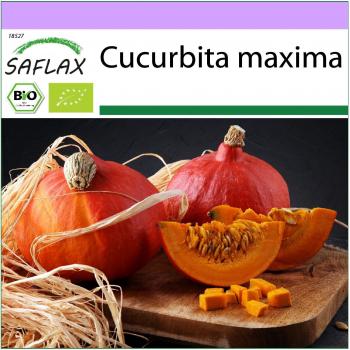 Cucurbita Maxima Seme Hokkaido SAFLAX