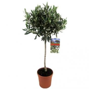 Fiori&Stile INT