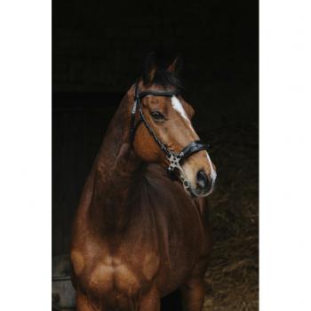 Brida Montadora Norton Pro Hackamore Negro