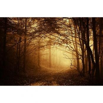 Fototapete PaperMoon – Dunkler Wald‑Design, 4 m², 2,6 m Länge