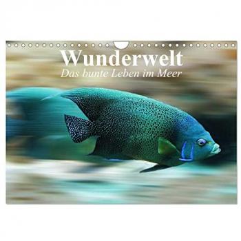 Wunderwelt. Das bunte Leben im Meer (Wandkalender 2025 DIN A4 quer) CALVENDO Monatskalender