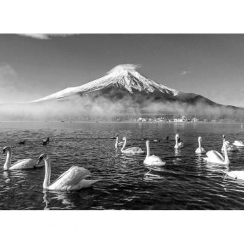 Vlies-Fototapete „Mount Fuji + Schwäne“ – Schwarz/Weiß