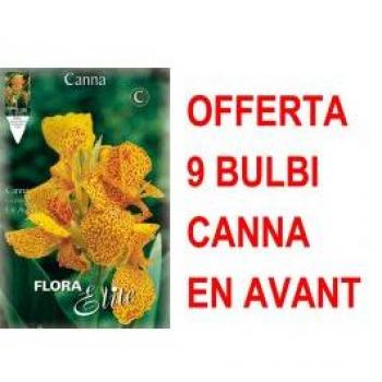 Set di 9 Bulbi Canna Greenleaved En Avant