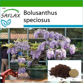 Albero di Glicine Africano SAFLAX Bonsai 15 Semi con Substrato Vaso Bolusanthus Speciosus