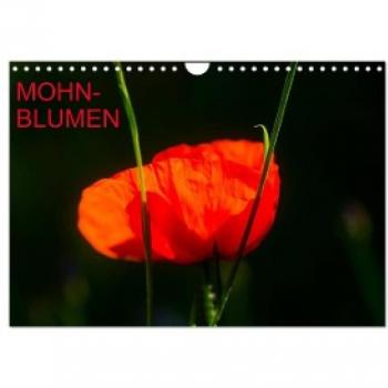 Mohnblumen (Wandkalender 2024 DIN A4 quer) CALVENDO Monatskalender