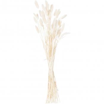 Dried White Bunny Tail Bunch
