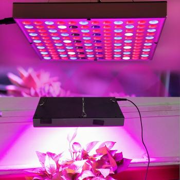 Hanging Grow Light for Indoor Plants