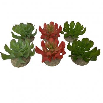 Echeveria Terra Della 1 – Design Terrario