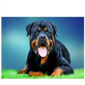 Mozaico Rottweiler 5D
