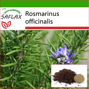Rosmarino