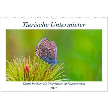Tierische Untermieter (Wandkalender 2025 DIN A3 quer) CALVENDO Monatskalender