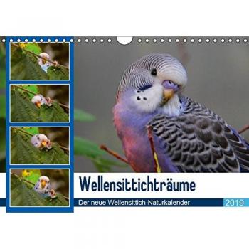 Wellensittichträume
