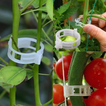 Pinces Plastiques pour Vignes 23 mm – Lot 50