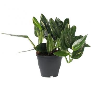 Plant In A Box Plante verte