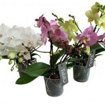 Phalaenopsis Elegante 12 cm – Vaso Colorato su Richiesta