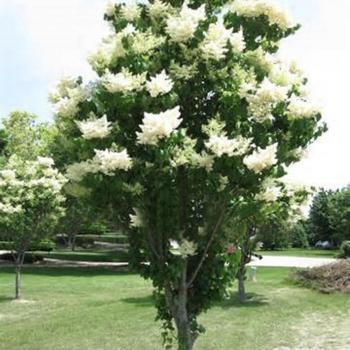 Lilas blanc japonais Sijiali – graines pour balcon ou jardin