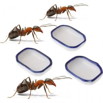 Alimentador de Comida para Insectos
