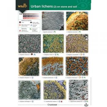 Guide to Common Urban Lichens : On Stones and Soil Pt. 2