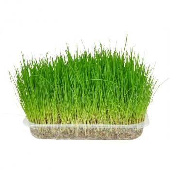 Flamingo Hierba Gatera 0.117 KG