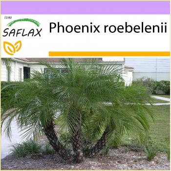 Safflax 25 graines Dattier Pigmy Phoenix Roebelenii