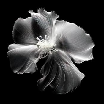 Peinture Imprimée Hibiscus 65x65 cm CEANOTHE
